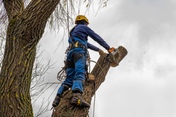 The Steps Involved in Our Tree Care Process in Hanley Hills, MO